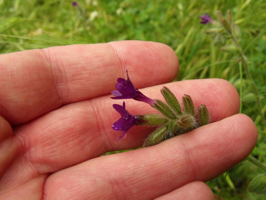 Anchusa (?) da ID